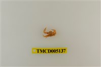 藏品(鋸額豆瓷蟹)的圖片